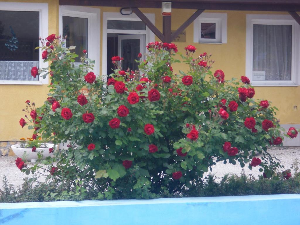 Tulipan Bungalow Camping Resort Gyenesdias Exterior photo